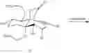 Fig. 10 - Synthetic route to anhydroryanodol, ryanodol and structural analogues
