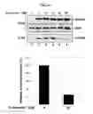 Fig. 03 - Antiviral compounds and methods using same