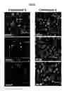 Fig. 07 - Antiviral compounds and methods using same