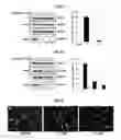 Fig. 08 - Antiviral compounds and methods using same