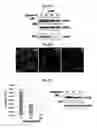Fig. 16 - Antiviral compounds and methods using same
