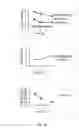 Fig. 18 - Bi-terminal pegylated integrin-binding peptides and methods of use thereof