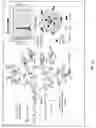 Fig. 24 - Bi-terminal pegylated integrin-binding peptides and methods of use thereof