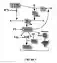 Fig. 02 - TFPI inhibitors and methods of use