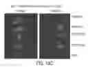 Fig. 22 - Modification of cupredoxin derived peptides