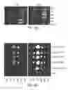 Fig. 25 - Modification of cupredoxin derived peptides