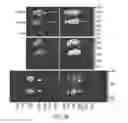 Fig. 32 - Modification of cupredoxin derived peptides