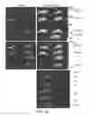 Fig. 33 - Modification of cupredoxin derived peptides