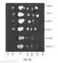 Fig. 34 - Modification of cupredoxin derived peptides