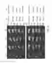 Fig. 41 - Modification of cupredoxin derived peptides