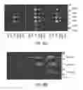 Fig. 50 - Modification of cupredoxin derived peptides