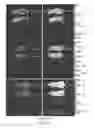 Fig. 52 - Modification of cupredoxin derived peptides