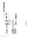 Fig. 05 - DR6 Receptor Mediates the Leukemia Differentiation Activity of Angiocidin: A Potent Anti-Tumor Peptide