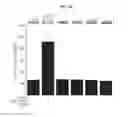 Fig. 02 - Kv2.1 channel-derived peptides and methods of use