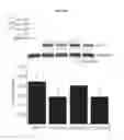 Fig. 06 - Kv2.1 channel-derived peptides and methods of use