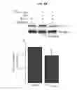 Fig. 07 - Kv2.1 channel-derived peptides and methods of use