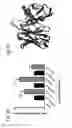 Fig. 09 - Nucleic acid molecules encoding combinatorial gamma 9 delta 2 T-cell receptors and methods of use thereof to treat cancer