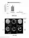 Fig. 11 - Peptide inhibitors of BCR-ABL oligomerization