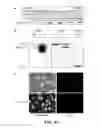 Fig. 64 - Peptide inhibitors of BCR-ABL oligomerization