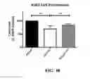 Fig. 68 - Peptide inhibitors of BCR-ABL oligomerization