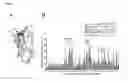 Fig. 08 - IMMUNOGENETIC RESTRICTION ON ELICITATION OF ANTIBODIES