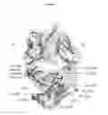 Fig. 12 - ANTIBODIES WITH MODIFIED ISOELECTRIC POINTS