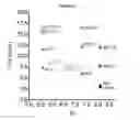 Fig. 31 - ANTIBODIES WITH MODIFIED ISOELECTRIC POINTS
