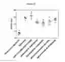 Fig. 46 - ANTIBODIES WITH MODIFIED ISOELECTRIC POINTS