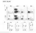 Fig. 10 - Depletion of plasmacytoid dendritic cells