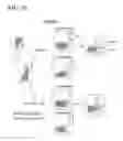 Fig. 23 - Depletion of plasmacytoid dendritic cells