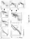 Fig. 03 - pH-dependent antibodies targeting the transferrin receptor and methods of use thereof to deliver a therapeutic agent