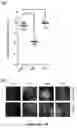Fig. 05 - pH-dependent antibodies targeting the transferrin receptor and methods of use thereof to deliver a therapeutic agent