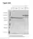 Fig. 42 - Single-Arm Monovalent Antibody Constructs and Uses Thereof