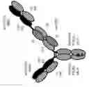 Fig. 01 - BISPECIFIC T CELL ACTIVATING ANTIGEN BINDING MOLECULES