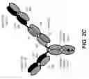 Fig. 07 - BISPECIFIC T CELL ACTIVATING ANTIGEN BINDING MOLECULES