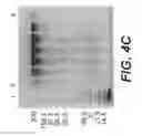 Fig. 17 - BISPECIFIC T CELL ACTIVATING ANTIGEN BINDING MOLECULES