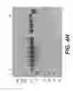 Fig. 20 - BISPECIFIC T CELL ACTIVATING ANTIGEN BINDING MOLECULES