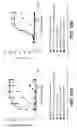 Fig. 33 - BISPECIFIC T CELL ACTIVATING ANTIGEN BINDING MOLECULES