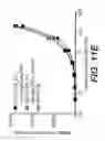 Fig. 41 - BISPECIFIC T CELL ACTIVATING ANTIGEN BINDING MOLECULES