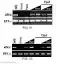 Fig. 05 - TIKI INHIBITORS