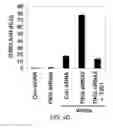 Fig. 20 - TIKI INHIBITORS