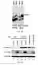 Fig. 21 - TIKI INHIBITORS