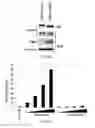 Fig. 22 - TIKI INHIBITORS
