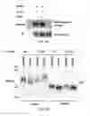Fig. 25 - TIKI INHIBITORS