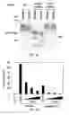 Fig. 26 - TIKI INHIBITORS