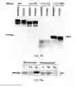 Fig. 27 - TIKI INHIBITORS