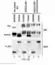 Fig. 31 - TIKI INHIBITORS