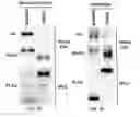 Fig. 33 - TIKI INHIBITORS