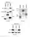 Fig. 35 - TIKI INHIBITORS