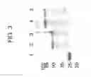 Fig. 05 - Bi-and monospecific, asymmetric antibodies and methods of generating the same